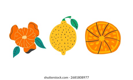Citrus set with lemon, orange slice and tangerine. Vector collection of fruit elements.