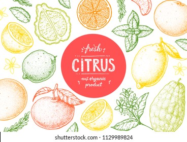 Citrus sketch collection. Hand drawn vector illustration. Organic food frame, citrus design template. Engraving illustration. Vintage citrus set.