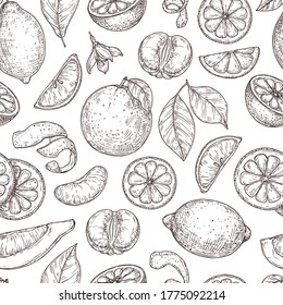 Citrus sketch pattern. Natural lemon orange leaves, lime fruits background. Vintage botanical branch, exotic plant vector seamless texture