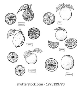 Citrus sketch set drawn in engraved style on white background. Lime, orange, mandarin, bergamot, grapefruit, tangerine, lemon. Line drawing vector graphic. Isolated hand drawn trendy illustration.