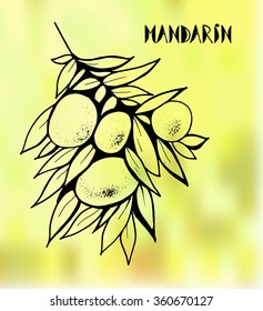 Citrus sketch vector illustration hand drawn.