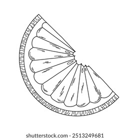 Citrus slice, black line on white background, orange, grapefruit, lemon, doodle style illustration