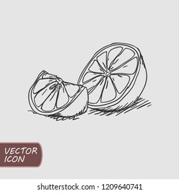Citrus slice hand drawn doodle logo. Flat icon. Vector illustration.