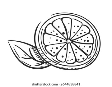 Citrus slice with leaf hand drawn isolated on white background. Sketch of orange slice. Vintage design. Vector illustration