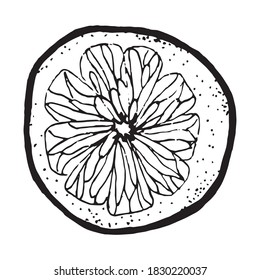 Citrus slice on a white background