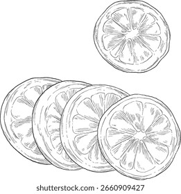 Citrus Slice (Orange, Zitrone, Limette) realistische Skizze Kommerziell für kulinarische Speisen und Aromatherapie