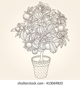 Citrus tangerine, orange or lemon citrus tree in a pot in contour drawing style. Usage for ecology, nature, garden, plants, fruits themes