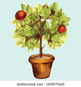 Citrus tangerine tree in vector
