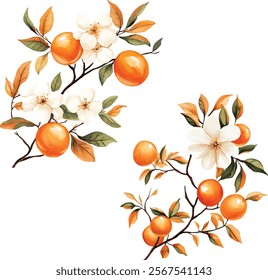  Citrus tree branch collection. Vector elements isolated on white background.