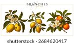 Citrus tree branches (lemon and orange) isolated on a white background. Vintage painting style illustration.