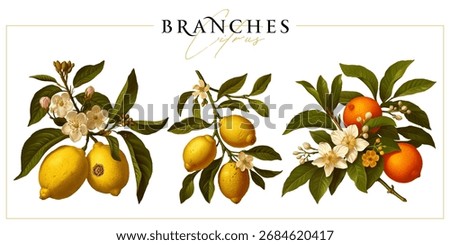 Citrus tree branches (lemon and orange) isolated on a white background. Vintage painting style illustration.