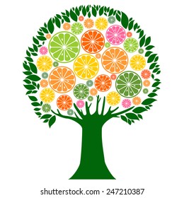 Citrus tree  isolated on White background. Vector illustration
