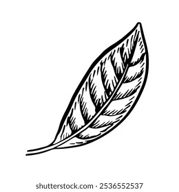 A citrus tree leaf. Vector graphic illustration. A black and white hand-drawn image. On a white background. Great for posters, labels, postcards, packages.