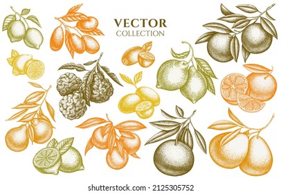 Citrus vintage illustrations collection. Hand drawn logo designs with kumquat, lemon, tangelo, grapefruit, orange, lime, mandarin, pomelo, bergamot.
