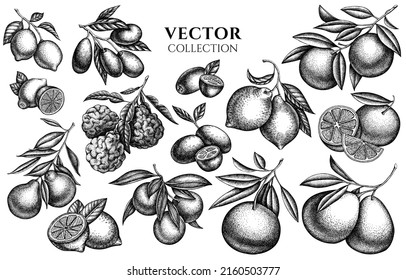 Citrus vintage illustrations collection. Hand drawn logo designs with kumquat, lemon, tangelo, etc.