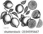 Citrus vintage vector illustrations collection. Black and white lime.