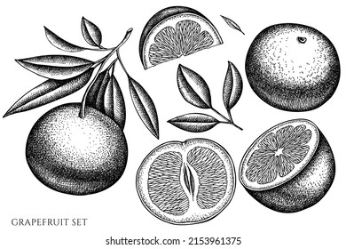 Citrus vintage vector illustrations collection. Black and white grapefruit.