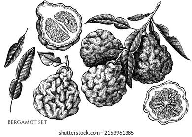 Citrus vintage vector illustrations collection. Black and white bergamot.