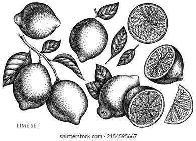 Citrus vintage vector illustrations collection. Black and white lime.