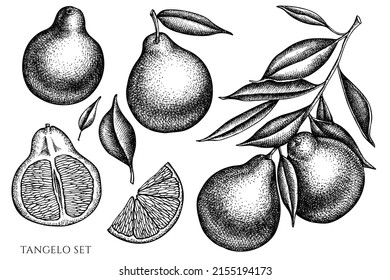 Citrus vintage vector illustrations collection. Black and white tangelo.