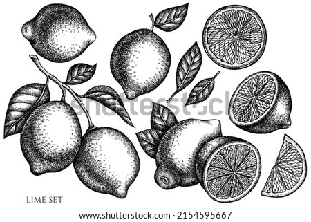 Citrus vintage vector illustrations collection. Black and white lime.