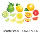 Citrus Whole and slices. Fresh fruits cut in half (orange, pink grapefruit, lime, lemon) Vector Illustration isolated on white background
