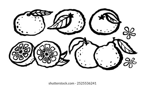 Citrus yuzu fruit hand drawn black ink line set. Vector bold rough line doodle illustration.