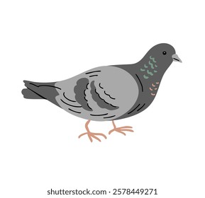 City bird pigeon. Flying feathered. Animals, nature and ornithology. Cartoon vector illustration isolated on white background