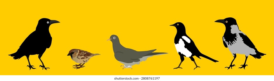 City birds collection vector silhouette illustration isolated. Crow, sparrow, dove, magpie, raven, coo. Animal bird set. Crow shape. Sparrow symbol. Pigeon shadow. Magpie silhouette. Raven, turtledove