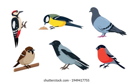 City birds in different poses isolated on white background.
