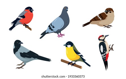 City birds icons set  Bullfinch  Sparrow  Tit  Woodpecker  Pegeon   Crow  Birds in different poses isolated white background  Vector illustration 