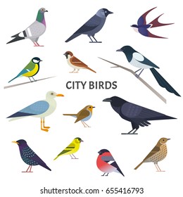 Aves de la ciudad. Colección vectorial de aves europeas, como paloma, cuervo, jackdaw, gaviota, gorrión, tetas y otras en estilo moderno y plano. Aislado en blanco.