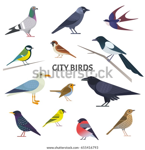 City birds. Vector collection of\
European birds, such as pigeon, crow, jackdaw, gull, sparrow, tit\
and others in trendy flat style. Isolated on\
white.