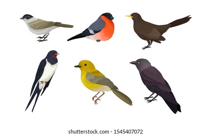 City Birds Vector Isolated On White Background Set