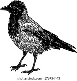 city crow