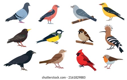 City and wild forest birds collection. European Birds with beak and feathers in different poses. Colored ornithological Vector icons illustration isolated on white background.