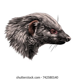 civet Mungo sketch head vector graphics color picture