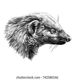 civet Mungo sketch head vector graphics monochrome black-and-white drawing