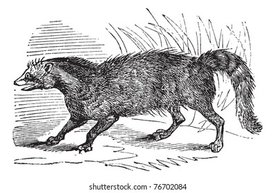 Civet or Viverridae, vintage engraving. Old engraved illustration of a Civet. Trousset Encyclopedia