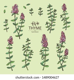 Cjllection of thyme: leaves and flowers of thyme. Vector hand drawn illustration.