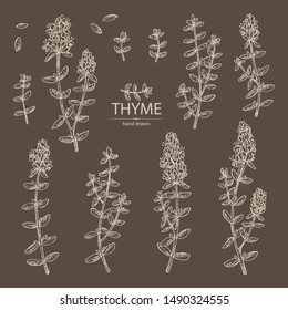 Cjllection of thyme: leaves and flowers of thyme. Vector hand drawn illustration.