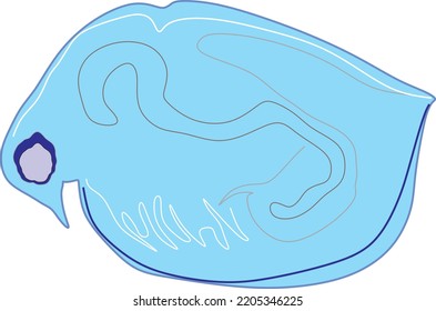 Cladocera is one group of zooplankton that can found from freshwater, Cartoon vector design  