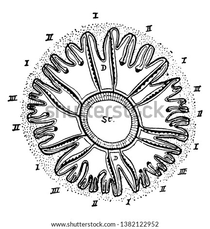 Cladocora in which thirty two septa are present, vintage line drawing or engraving illustration.