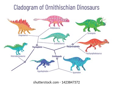 Cladogram Of Ornithischian Dinosaurs. Vector Illustration Of Diagram Showing Relations Among Ornithischia: Thyreophora, Ornithopods, Marginocephalia. Colorful Dinosaurs Isolated On White Background.