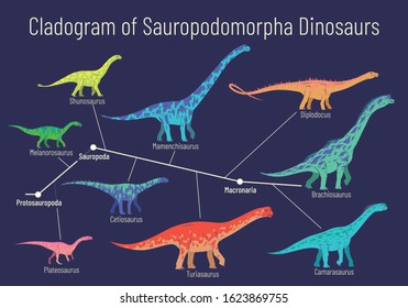 Cladogram of sauropodomorpha dinosaurs. Colorful vector illustration of diagram showing relations among sauropods - protosauropoda, sauropoda, macronaria. Dinosaurs on blue background.