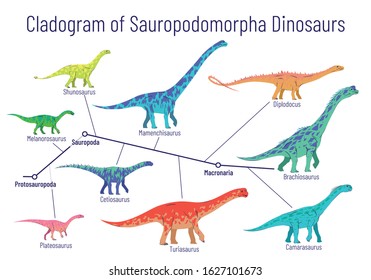 Cladogram of sauropodomorpha dinosaurs. Colorful vector illustration of diagram showing relations among sauropods - protosauropoda, sauropoda, macronaria. Dinosaurs on white background.