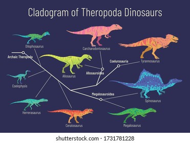 Cladogram of theropoda dinosaurs. Colorful vector illustration on blue background. Diagram showing relations among theropods - archaic theropoda, allosauroidae, megalosauroidae, coelurosauria. Dino.