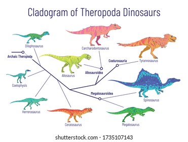 Cladogram of theropoda dinosaurs. Colorful vector illustration on white background. Diagram showing relations among theropods - archaic theropoda, allosauroidae, megalosauroidae, coelurosauria. Dino.