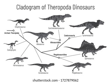 Cladogram of theropoda dinosaurs. Monochrome vector illustration on white background. Diagram showing relations among theropods - archaic theropoda, allosauroidae, megalosauroidae, coelurosauria. Dino