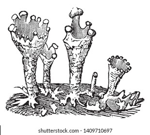 The Cladonia is a genus of moss-like lichens. It is cup-bearing lichens, vintage line drawing or engraving illustration.